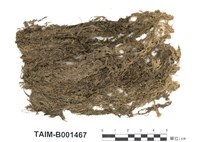 藏品(泥炭苔屬)的圖片